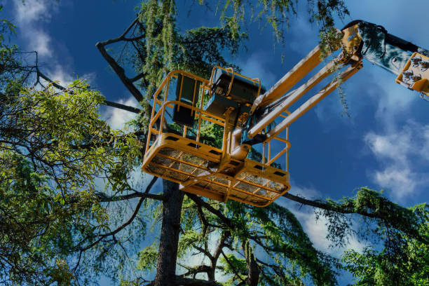 How Our Tree Care Process Works  in  Halesite, NY