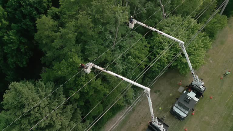 Reliable Halesite, NY Tree Services Solutions