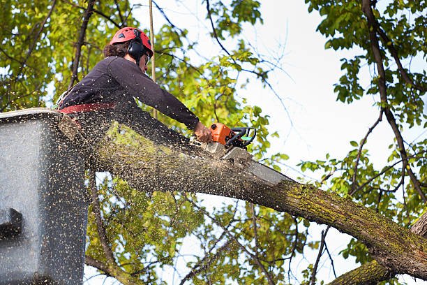 Lawn Maintenance Plans in Halesite, NY